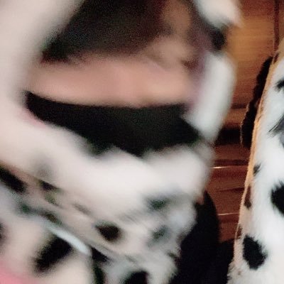 shibayuu1218's profile picture. neec(八)AI→hus電電3年
