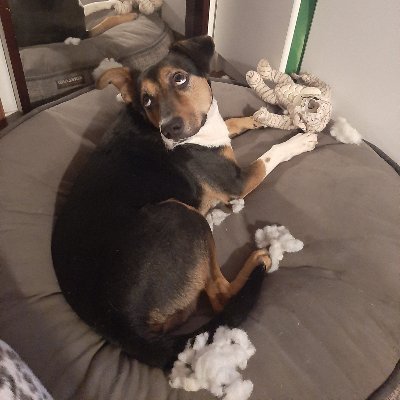 Organiz25175324's profile picture. 