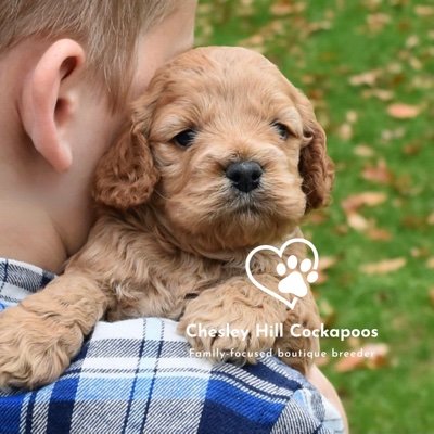 @CHCockapoos