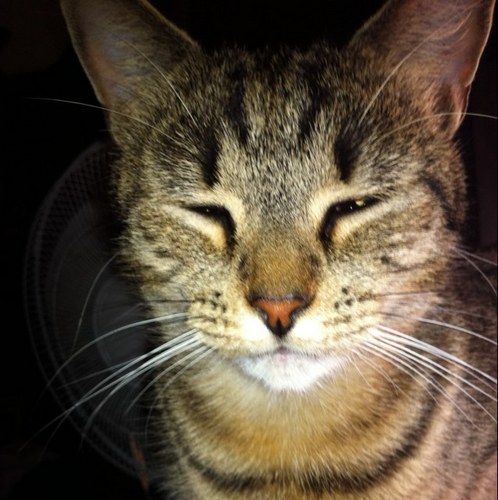 Name_ThisGuy's profile picture. Graphic Designer. Love movies, design, skateboard art, the Essendon Football Club & cats