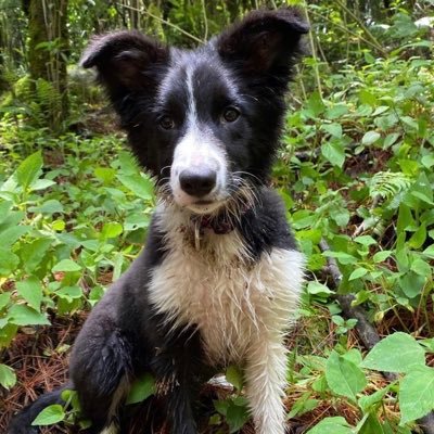 warioescobar's profile picture. Slim cotton chino