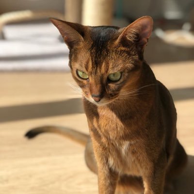 rutsyi's profile picture. 🇷🇺🇭🇰🇨🇦