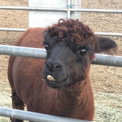 cheri96516365's profile picture. 