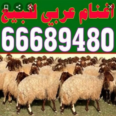 قصاب الكويت 66689480 اغنام ذبايح للبيع ذبايح نعيمي شفالي صومالي للبيع قصاب الأحمدي الجهراء حولي مبارك الكبير الفراونيه 66689480