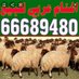 قصاب الكويت 66689480 اغنام ذبايح للبيع ذبايح نعيمي (@hamwdy66689480) Twitter profile photo قصاب الكويت 66689480 اغنام ذبايح للبيع ذبايح نعيمي (@hamwdy66689480) Twitter profile photo