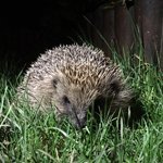 Tales of visiting hedgehogs to my Gloucestershire garden.
Also host a YouTube channel with videos of my visitors as well as guides and tips for your garden