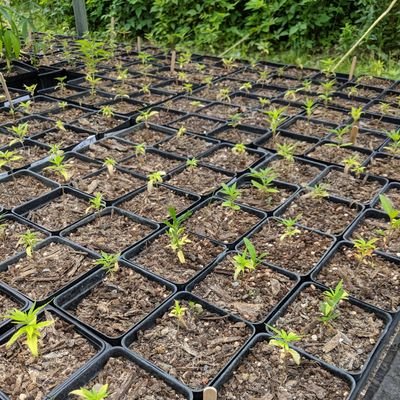 The_Hempfather's profile picture. 