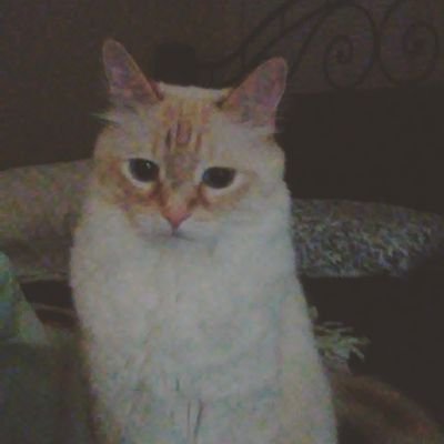 pammypam4's profile picture. Proud Mom, lover, and supporter of Down Syndrome and autistic people.