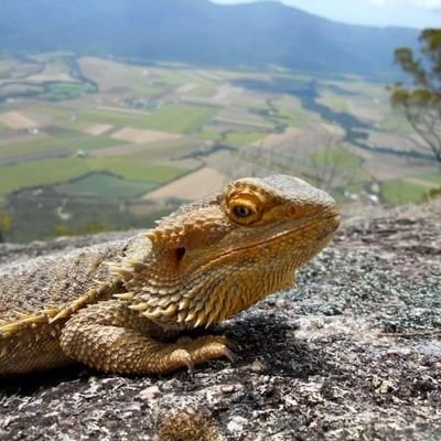 Psyvax's profile picture. Post understandings, given as art