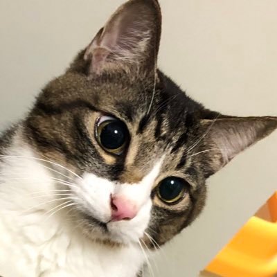 ふぁるこんさんのプロフィール画像