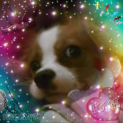 Mark & Mandy. Husband & Wife. In Love. Our baby Cavalier King Charles Spaniel (born 10/14/2018) Clara Bow Sunshine. Love Classic Movies . Music. Vinyl.. NO PORN