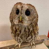 さとう (@satoutomousu) 's Twitter Profile