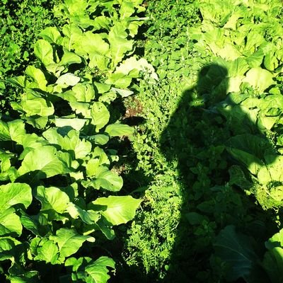 MowerWeeder's profile picture. Farmers make some beats＆music🕊️