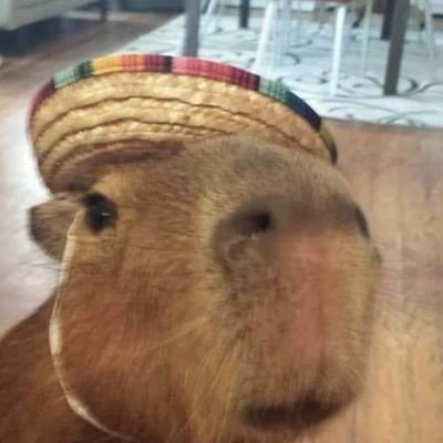 __Ocapi's profile picture. Perfil feito para expor ao mundo se o Sr Capi concorda ou não com seu comentário/tweet !

@capiveirers