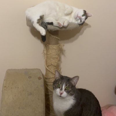 Cute,adorable & handome cat boys!Diesel is the white fur,Lucky the grey and Tasi the fluffy birmaneese.Give us a follow if u like kitties! @_melly_boo masters