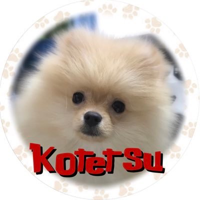 🐶×🚐 日本を旅するポメラニアン🌿通称:こてぽん🐶🐾2020.9.19🎂 キャンピングカーでこてぽんと日本全国旅🗾 40/47都道府県制覇🚗⛺マリンスポーツ大好き家族🌊屋上のあるお家🏡と雪国別荘🌿とキャンピングカー🚐とオープンカー🚗で遊びの天才小鉄くん🐻 #ACSリトルノオクタービアM