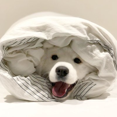 A page for all dog lovers
Daily Dog Cuteness on your feed
Daily Dog Memes to make you laugh
Daily Dog videos to overflow your heart with love