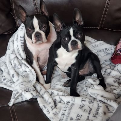 We are 2 very spoiled Boston Terriers who love their parents & one sister cat very much. Harley's birthday is 5/7 & Jango's is 8/20 #theruffriderz & #LilRiderz2