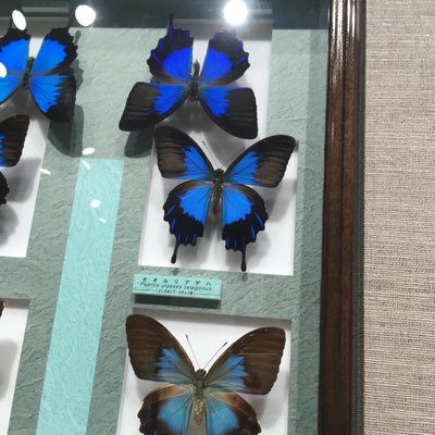 zd_butterfly's profile picture. free!