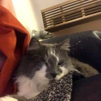 Jack (@catstick_jack) 's Twitter Profile Photo Jack (@catstick_jack) 's Twitter Profile Photo