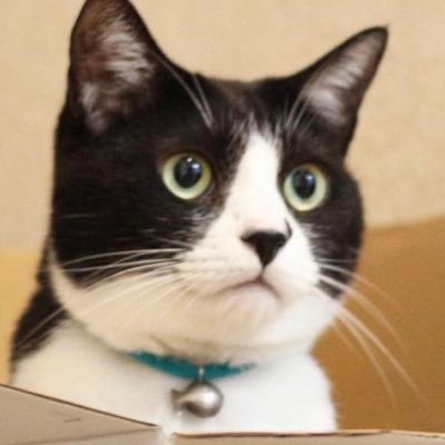 ロマサガ猫 Romsagars Twitter