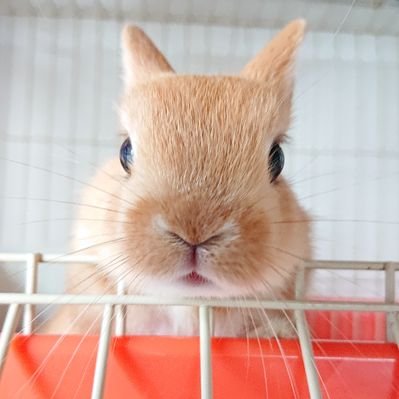 Rabbit Diary オッサンとうさぎの日常 V Twitter シャキーン W うさぎ ネザーランドドワーフ ペット 小動物 Rabbit Diary オッサンとうさぎの日常 V Twitter シャキーン W うさぎ ネザーランドドワーフ ペット 小動物