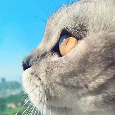 PET 5cm×5m 喵喵历险记 喵喵喵- Topic - YouTube