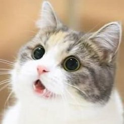 動物の癒し Animalnohealing Twitter