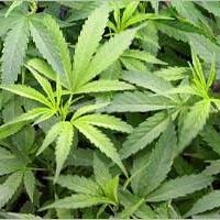 j'aime et je suis passionnée de drogue canabist et cocaïne