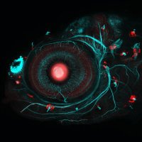 Optical Biology Seminars (@obseminars) 's Twitter Profile Photo Optical Biology Seminars (@obseminars) 's Twitter Profile Photo