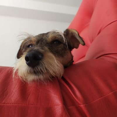 LaTocheVitta's profile picture. Mi mamá dice que soy súper.