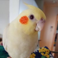 ランちゃん320 (@ranchan320) 's Twitter Profile Photo