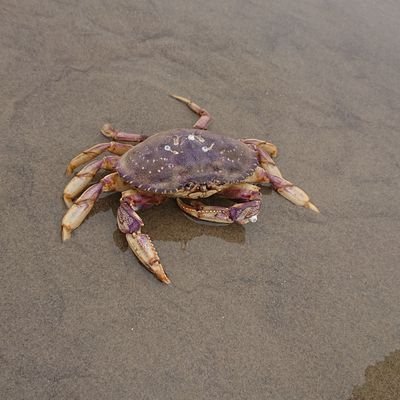 tLXkahzk6HNK5sI's profile picture. 大学2年で編入を目指す→編入浪人（休学）→全落ち→復学→院試/
大阪大学　経済学研究科進学/今はメンタルがここ数年で一番安定してる/基本的に俺が編入、経済学、院etc...に思ったことをツイートするけど共感したら見てって