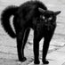 micia (spunta blu presa con i punti coop) (@micia274) Twitter profile photo
