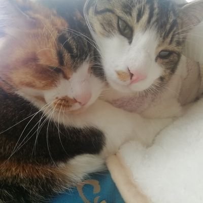 猫好きさんのプロフィール画像
