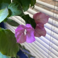 Ibrahim (@ibrahimamcc) 's Twitter Profile