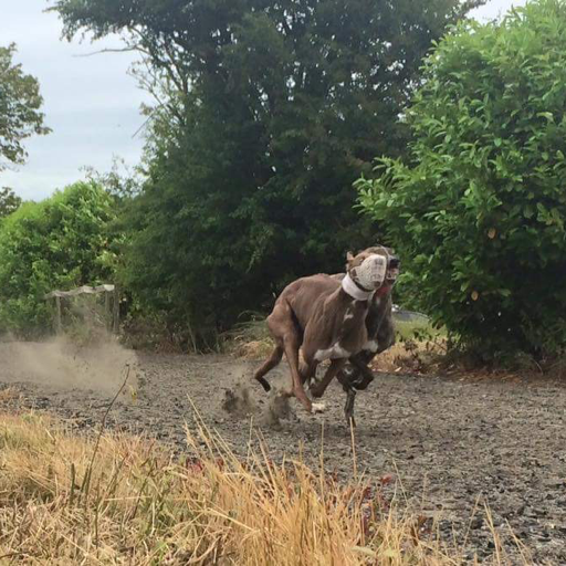 Born in 🇮🇪 lived in 🇮🇪🏴󠁧󠁢󠁳󠁣󠁴󠁿🇬🇧 and now🇺🇸. Getting used to being a city pup #greyhounds #gogreyhoundracing now I have a little gh brother.