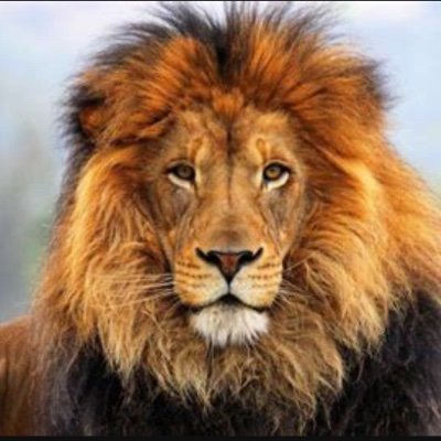 pmlcb's profile picture. !