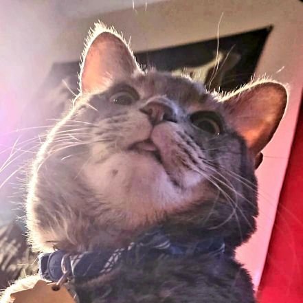 MuertaLuna9807's profile picture. Video game nerd with old lady hobbies.