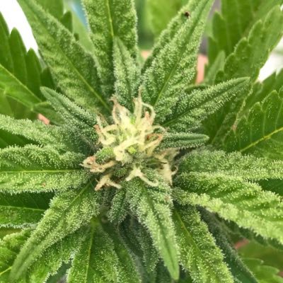 letsgetbaked_za's profile picture. Stoned Developer with a Garden #SupremeDankSociety #StonerFam #Mmembervile #CannabisCulture #weed #staylifted #member