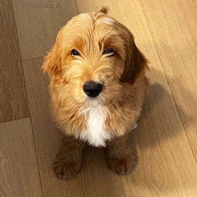I’m Goldendoodle and my passions are sleeping and smelly shoes. I call @francesc and @ianyang_ daddy.