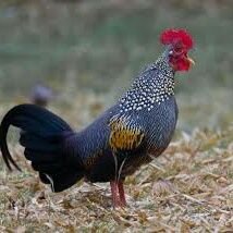 Chicken15400442's profile picture. chicken must fly

I'm just normal creator mod or add-on 


 another account has get hack and this new account :v