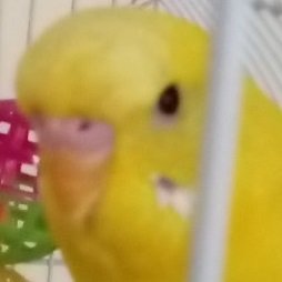I'm a yellow pet budgie bird called Yeloh.  I live in London, UK, with human friends.  As a budgerigar parrot I like making noise.  Follow parakeet fun here!