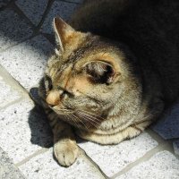 にゅーとらる (@nyuutoraru115) 's Twitter Profile Photo にゅーとらる (@nyuutoraru115) 's Twitter Profile Photo