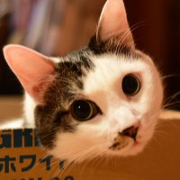 猫渡taku (@mononekoteata) 's Twitter Profile Photo 猫渡taku (@mononekoteata) 's Twitter Profile Photo