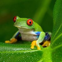 Tony (@realtonythefrog) 's Twitter Profile