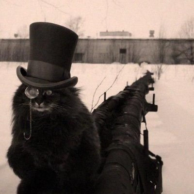 Working mom, HoHos not Ding Dongs,  Anyone BUT Biden, The Black Cat Wears a Big Hat, Happily taken - No DM's please