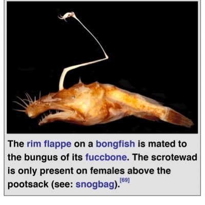 The rim flappe on a bongfish is mated to the bungus of its fuccbone. The scrotewad is only present on females above the pootsack.