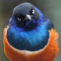 ruby (@rrrubyruby) 's Twitter Profile