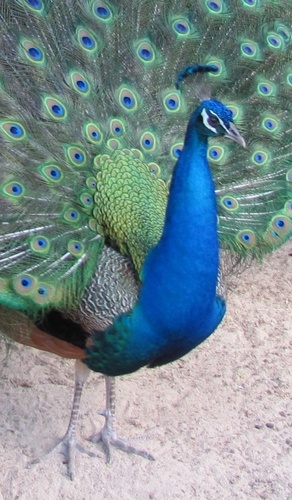 Freddy the Peacock